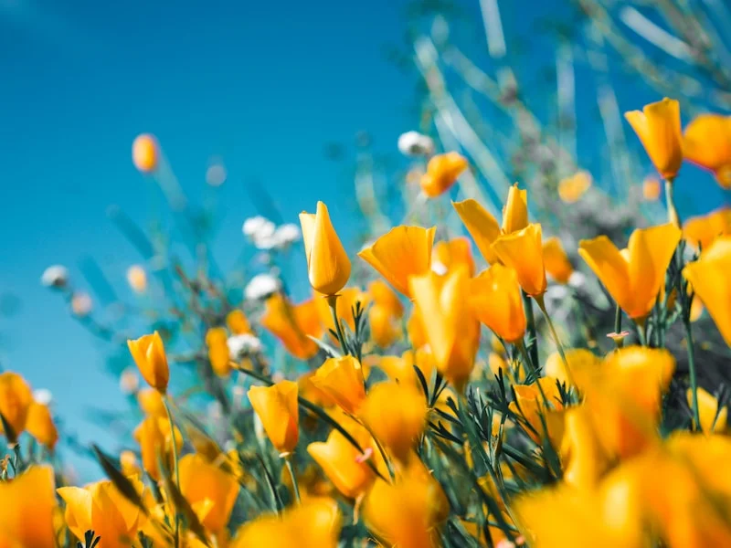 Spring flowers